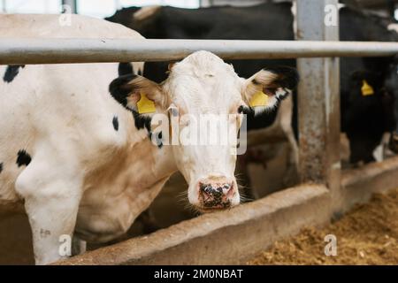 Weiße und schwarze Kuh, die direkt in die Kamera schaut, mit Kuhherde im Hintergrund Stockfoto