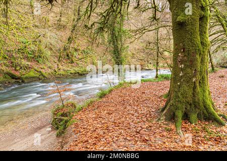 Die Herbstbuche am Fluss Barle fließt durch das Naturschutzgebiet Tarr Steps Woodland im Exmoor National Park bei Liscombe, Somerset Stockfoto