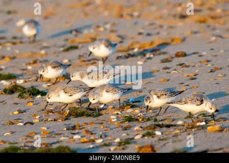 Eine kleine Herde von sanderling, Calidris alba, die sich im Winter an der Ostküste der Wash ernährt. Stockfoto