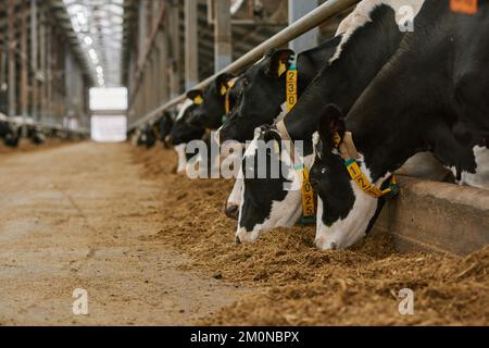 Herde von Kühen, die in einer Reihe in einem Stall stehen und frisches Heu im Stall des Milchviehbetriebs essen Stockfoto