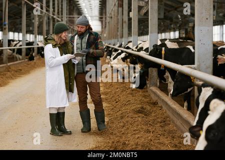 Arzt diskutiert Gesundheit von Kühen zusammen mit Landwirt zeigt ihm Informationen auf digitalen Tablets, sie stehen im Kuhstall Stockfoto