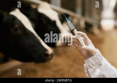 Nahaufnahme des Tierarztes mit Impfspritze und Impfstoffherstellung bei Kühen im Betrieb Stockfoto