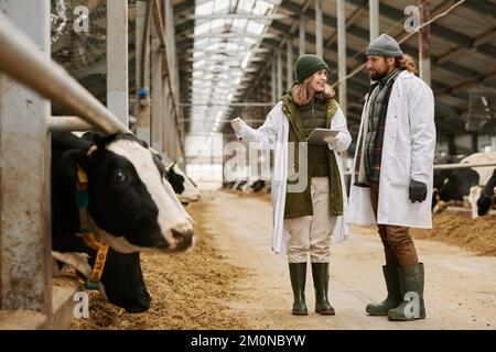 Zwei Tierärzte in weißen Mänteln, die den Gesundheitszustand von Milchkühen diskutieren, arbeiten in einer großen Scheune Stockfoto