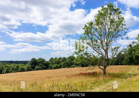 Battle Hastings East Sussex Tree auf der Wiese, der Schauplatz der Schlacht von Hastings Battlefield 1066 in Battle England UK GB Europe Stockfoto