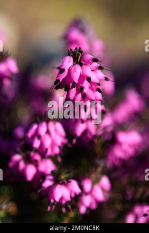 Nahaufnahme von Heideblumen mit selektivem Fokus, die ihre rosa Farbe gegen einen unscharfen Pflanzenabschnitt zeigen Stockfoto