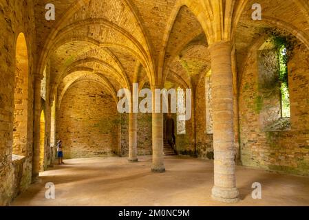 Battle East Sussex Säulen des 13.. Jahrhunderts Gewölbe Anfängerkammer unter den Mönchen Schlachthaus Abbey Battle East Sussex England GB Stockfoto