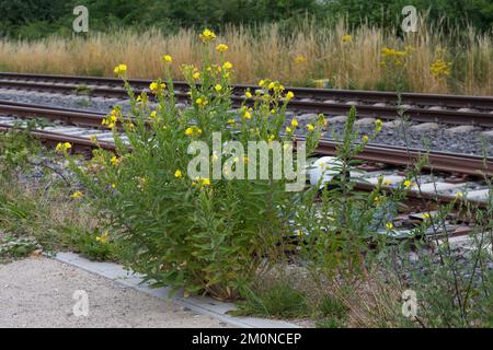 Nachtkerze, Nachtkerzen, an Bahngleiß, Bahngleis, Bahngleisen, Bahnschienen, Oenothera, Oenothera spec., Evening Primrose, Evening Primrose, Abends s Stockfoto