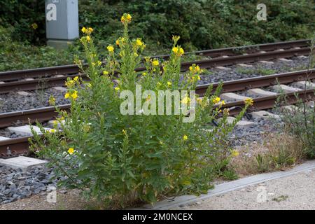 Nachtkerze, Nachtkerzen, an Bahngleiß, Bahngleis, Bahngleisen, Bahnschienen, Oenothera, Oenothera spec., Evening Primrose, Evening Primrose, Abends s Stockfoto