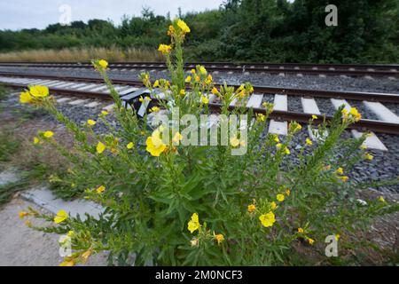 Nachtkerze, Nachtkerzen, an Bahngleiß, Bahngleis, Bahngleisen, Bahnschienen, Oenothera, Oenothera spec., Evening Primrose, Evening Primrose, Abends s Stockfoto