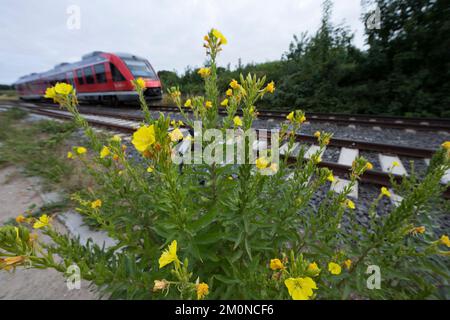 Nachtkerze, Nachtkerzen, an Bahngleiß, Bahngleis, Bahngleisen, Bahnschienen, Oenothera, Oenothera spec., Evening Primrose, Evening Primrose, Abends s Stockfoto