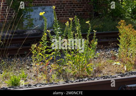 Nachtkerze, Nachtkerzen, an Bahngleiß, Bahngleis, Bahngleisen, Bahnschienen, Oenothera, Oenothera spec., Evening Primrose, Evening Primrose, Abends s Stockfoto