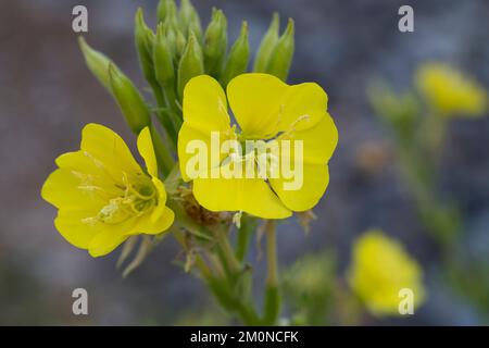 Nachtkerze, Nachtkerzen, Oenothera, Oenothera spec., Evening Primrose, Evening-Primrose, Abendstern, Sonnenstrahl, Onagre Stockfoto