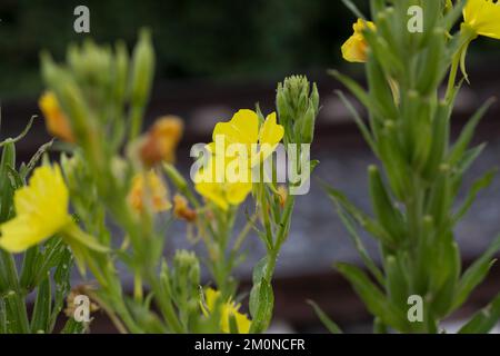 Nachtkerze, Nachtkerzen, Oenothera, Oenothera spec., Evening Primrose, Evening-Primrose, Abendstern, Sonnenstrahl, Onagre Stockfoto