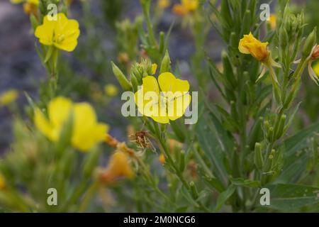 Nachtkerze, Nachtkerzen, Oenothera, Oenothera spec., Evening Primrose, Evening-Primrose, Abendstern, Sonnenstrahl, Onagre Stockfoto