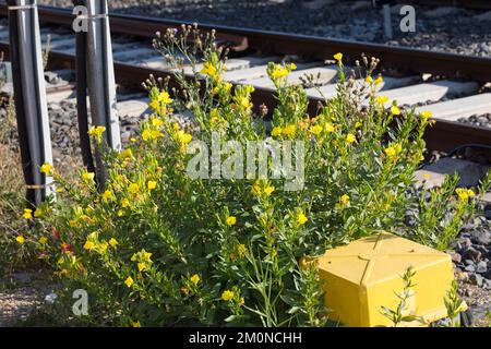 Nachtkerze, Nachtkerzen, an Bahngleiß, Bahngleis, Bahngleisen, Bahnschienen, Oenothera, Oenothera spec., Evening Primrose, Evening Primrose, Abends s Stockfoto