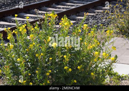 Nachtkerze, Nachtkerzen, an Bahngleiß, Bahngleis, Bahngleisen, Bahnschienen, Oenothera, Oenothera spec., Evening Primrose, Evening Primrose, Abends s Stockfoto