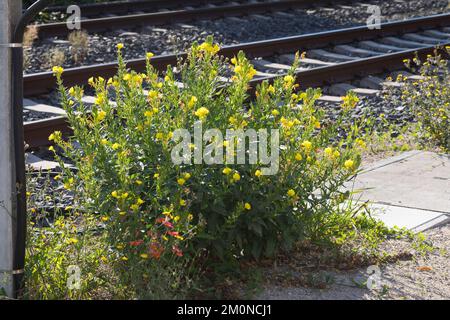 Nachtkerze, Nachtkerzen, an Bahngleiß, Bahngleis, Bahngleisen, Bahnschienen, Oenothera, Oenothera spec., Evening Primrose, Evening Primrose, Abends s Stockfoto