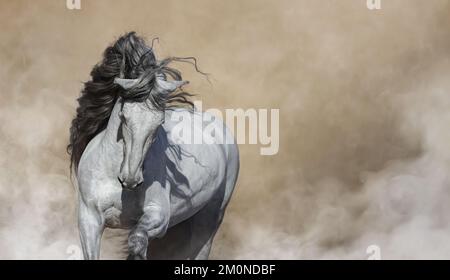 Weißes reinrassiges andalusisches Pferd mit langer dunkler Mähne in leichtem Rauch. Horizontales Foto mit Platz für Text. Stockfoto