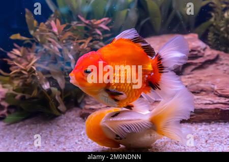 Der Goldfisch im Schrank im Naturhintergrund. Stockfoto