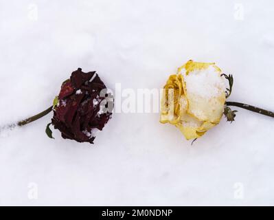 Getrocknete weiße und dunkelrote Rosen auf dem Schneehintergrund Stockfoto