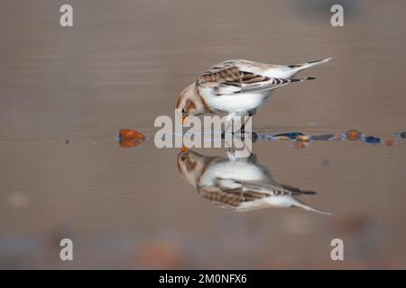 Schneewölfe (Plectrophenax nivalis), ausgewachsener Vogel, der in einer flachen Pfütze trinkt, Norfolk, England, Vereinigtes Königreich, Europa Stockfoto