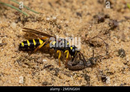 Sandknoten-Wespe mit Beute, die auf sandigem Boden sitzt, von rechts gesehen Stockfoto