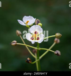 Nahaufnahme der Wasserpflanze sagittaria montevidensis Blüten, auch bekannt als riesige Pfeilspitze oder kalifornische Pfeilspitze, die auf natürlichem Hintergrund blüht Stockfoto