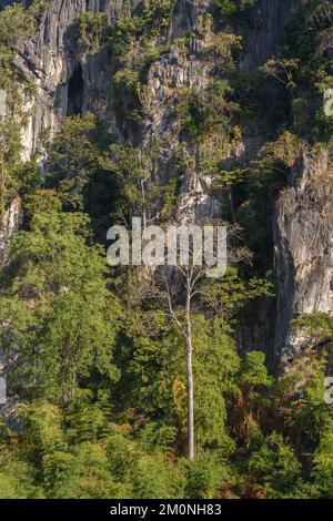 Am Vormittag sehen Sie üppige tropische Bäume im Sonnenlicht, die auf einer Kalksteinklippe im malerischen Tal, Chiang Dao, Chiang Mai, Thailand wachsen Stockfoto