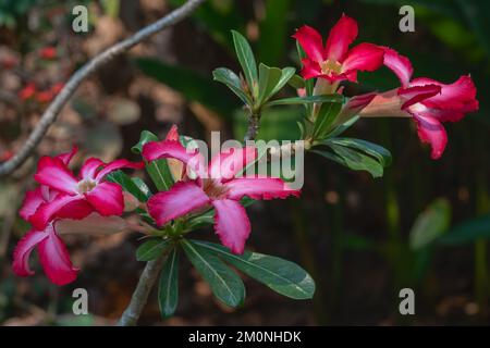 Blick aus der Nähe auf leuchtend rote und rosa weiße Blumen von adenium obesum, auch bekannt als Wüstenrose, im tropischen Garten Stockfoto