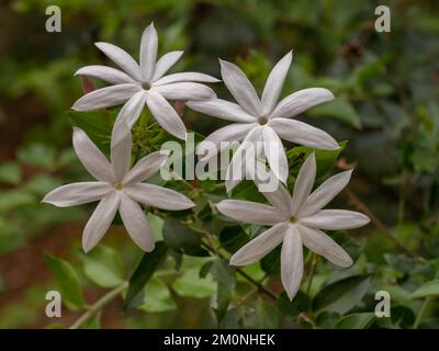 Blick aus der Nähe auf weiße Blumen von jasminum multipartitum, auch bekannt als sternenartiger Jasmin oder afrikanischer Jasmin tropischer Sträucher im Garten Stockfoto