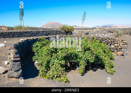 Weinreben, die auf dem Boden von Vulkanasche wachsen Erodierte Lava, im Hintergrund ausgestorbener Erodierter Vulkankegel, Lanzarote, Kanarische Inseln, Spanien, Europa Stockfoto