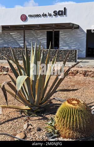 Eintritt zum Salzmuseum Museo de la Sal, im Vordergrund saftig American Agave (Agave americana variegata) davor goldener Barrel Kaktus (E Stockfoto