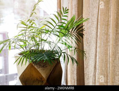 Chamaedorea elegans, die Neanthe bella-Palme oder Salonpalme, ist eine Art kleiner Palmen, die in Blumentopf im Innenraum auf Fensterbank wächst. Stockfoto