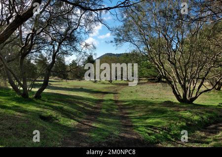 Waldweg durch die typischen Bäume Ätna Besen in Sizilien, Ätna Park, Italien Stockfoto