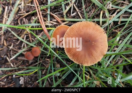 Herbstgruppe von Pilzen in Sizilien, Ätna-Park, Italien Stockfoto