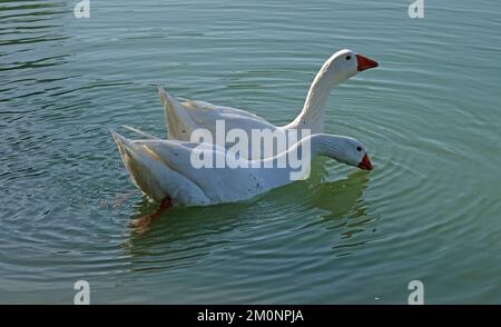 Zwei in freier Wildbahn lebende Hausgänse. Diese Emden-Gänse suchen nach Nahrung. Stockfoto