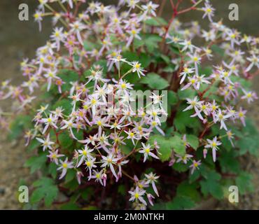 Rosa Herbstblumen von Saxifraga Pink Cloud ( Saxifrage Lucky) im britischen Gewächshaus November Stockfoto