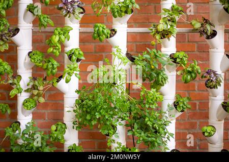 Vertikales Hydrofonsystem mit aromatischen Kräutern, Basilikum, Prezemulus. Bio-Gemüsegarten in Kunststoffröhren intelligenter Garten mit moderner Hydrokultur Stockfoto