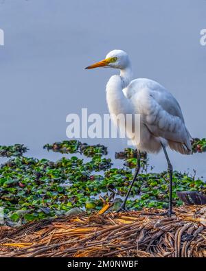 Ein Egret, der in einem nassen Land ruht Stockfoto