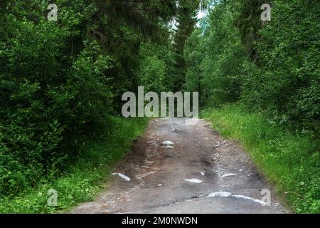 Malerischer felsiger Waldweg mit dichten Bäumen irgendwo in Karelien. Stockfoto