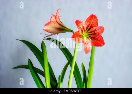 Leuchtende, farbenfrohe hippeastrum-rote Blumen mit grünen Blättern auf grauem Hintergrund. Stockfoto