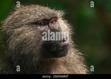 Porträt eines Olivenpavian (Papio anubis), Lake Manyara National Park, Tansania. Stockfoto