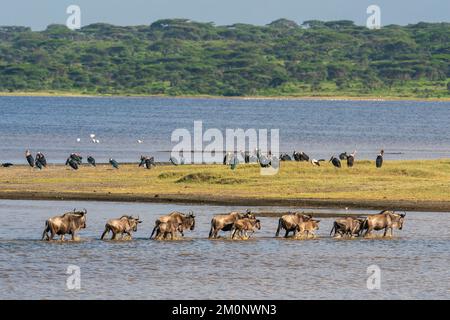 Blauer Gnus (Connochaetes taurinus), der den Ndutu-See mit Marabou-Storchen (Leptoptilos crumeniferus) im Hintergrund durchquert, Ndutu Conservation A Stockfoto