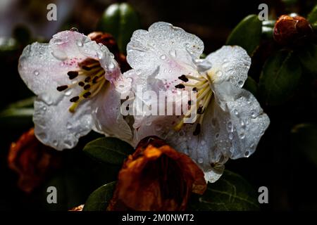 Eine Nahaufnahme von großen weißen Rhododendron-Blumen mit nassen, taubedeckten Blüten in einem dunklen Wald Stockfoto