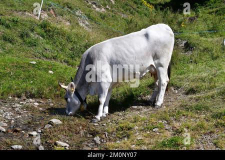 In Der Nähe Von Proveis Stockfoto