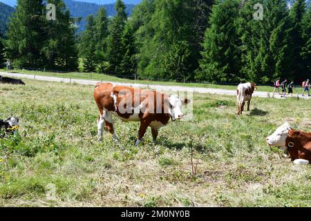 In Der Nähe Von Proveis Stockfoto