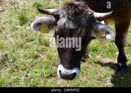 In Der Nähe Von Proveis Stockfoto