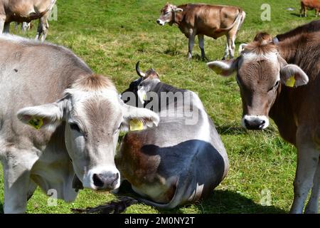 In Der Nähe Von Proveis Stockfoto