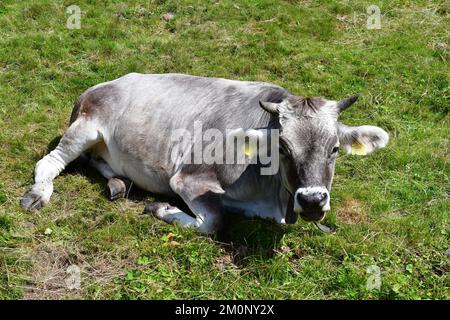 In Der Nähe Von Proveis Stockfoto