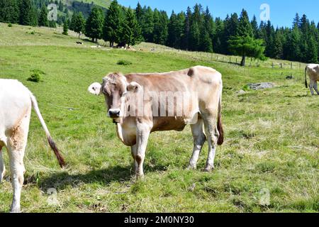 In Der Nähe Von Proveis Stockfoto